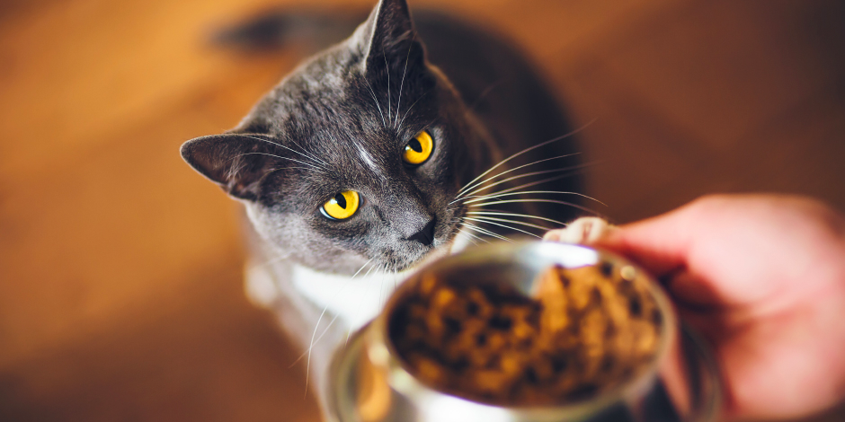 purina-brand-de-que-se-alimenta-el-gato-adulto-nota-01.png