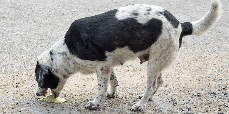 Purina-aprende-a-identificar-sintomas-de-envenenamiento-en-perros-nota10.png