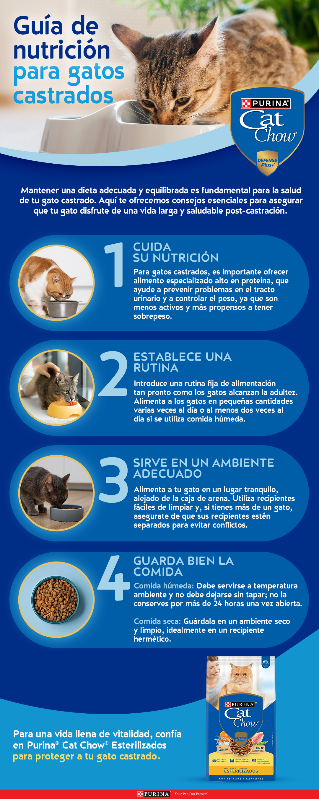 Guia de nutrición para gatos castrados