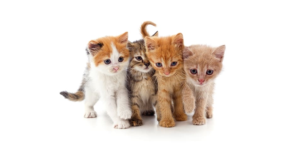 Conoce las razas de gatos Conoce las razas de gatos