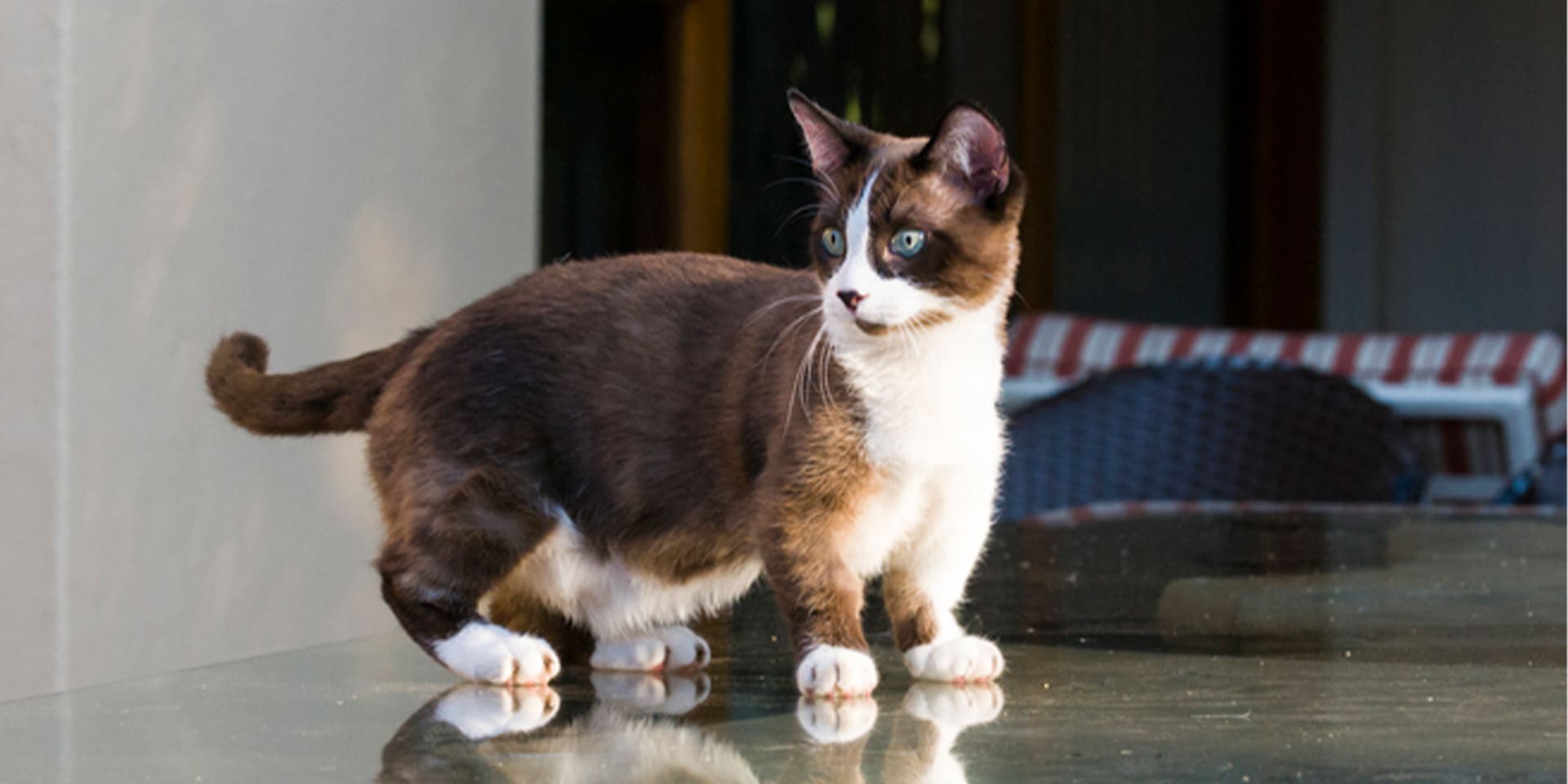 Raza de gato pequeña Raza de gato pequeña