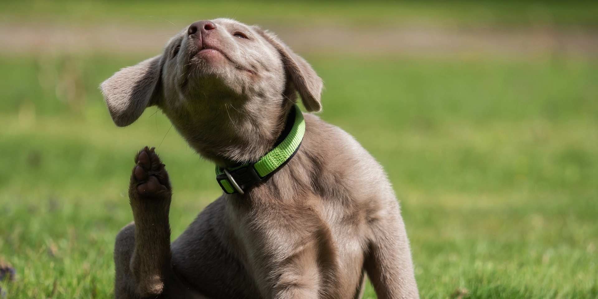 caspa en perros cómo tratarla
