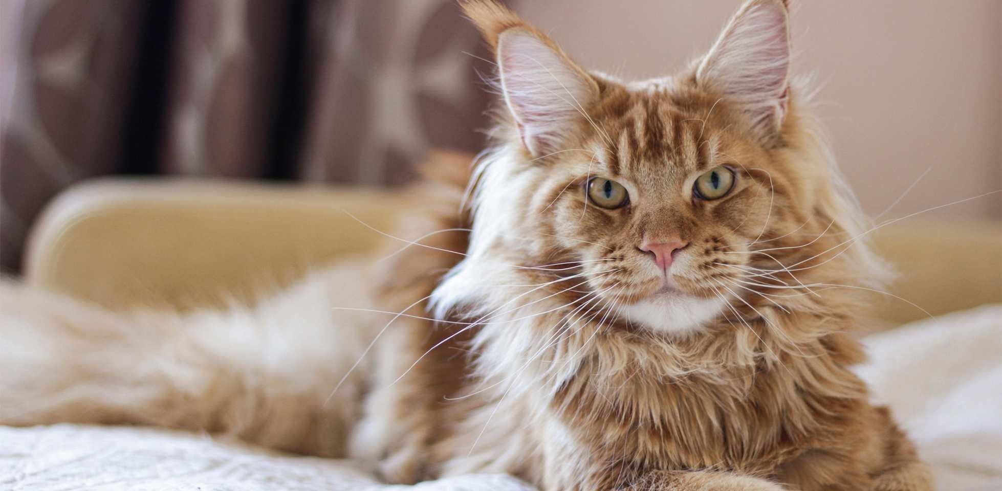 cómo saber si mi gato está enfermo