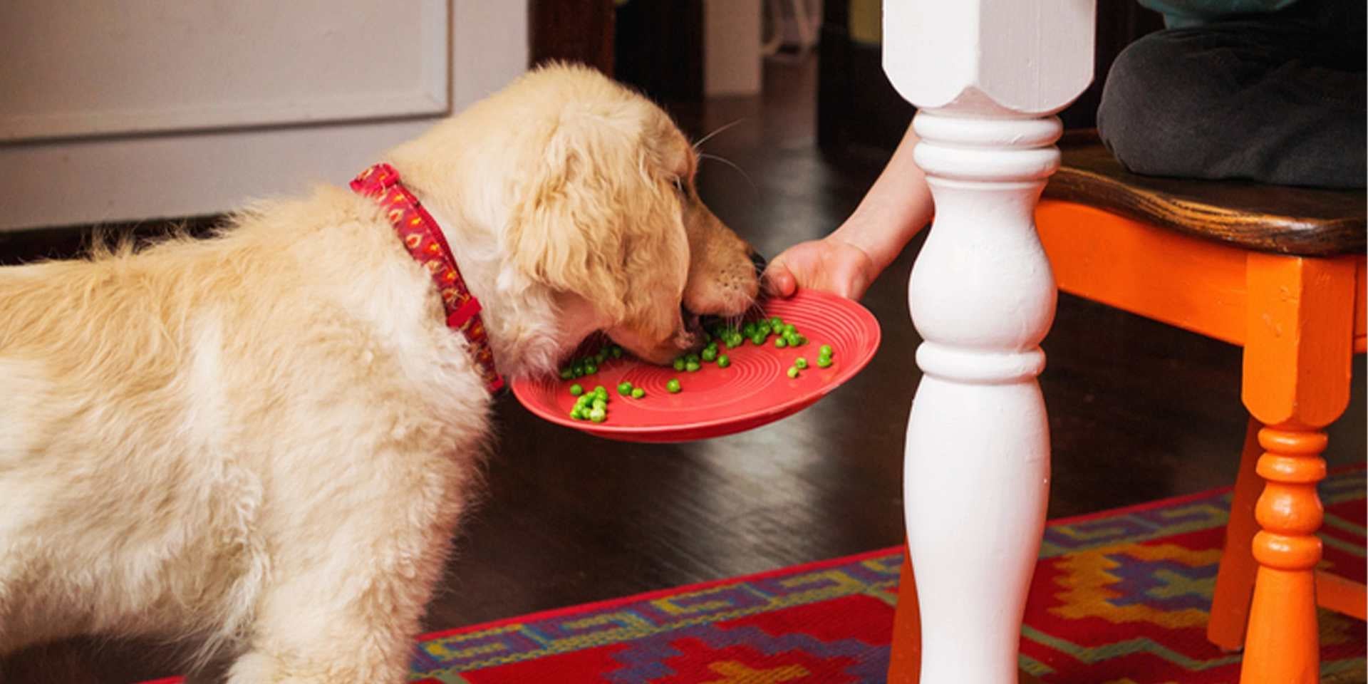 ¿Es necesaria una dieta para perros con sobrepeso?