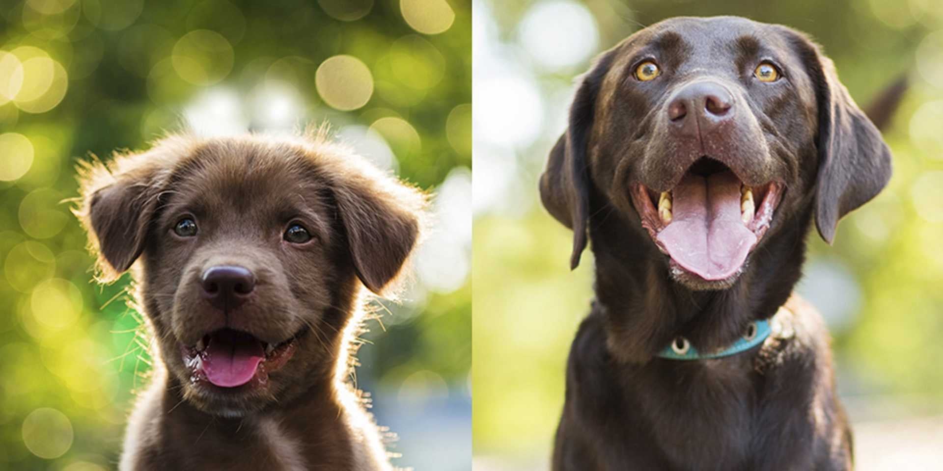 ¿Qué pasa si mi cachorro come croquetas de adulto?