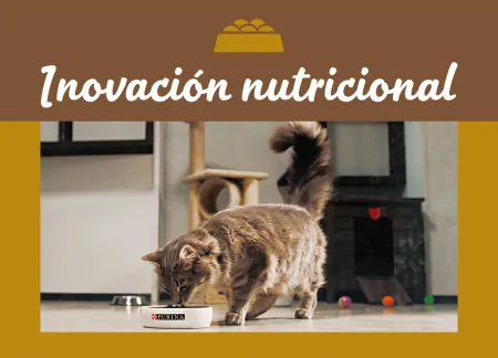 purina-img-nutrition.jpg.webp?itok=AJjjjvUH