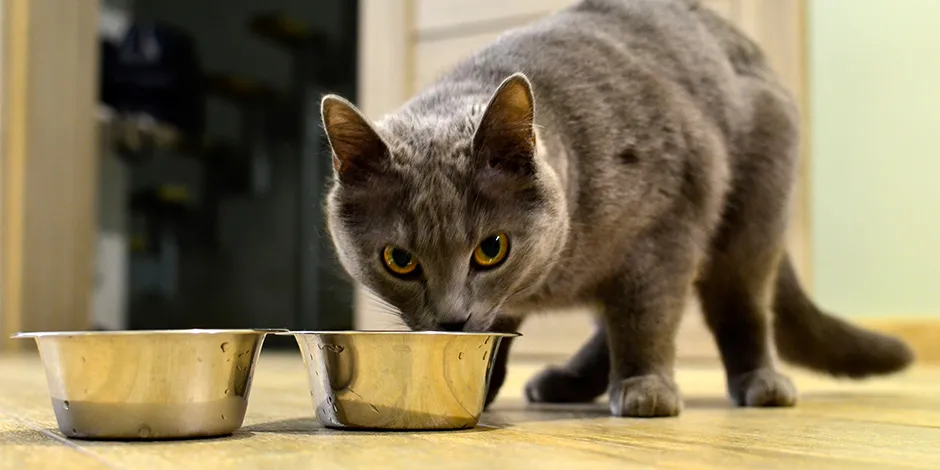 Purina® la alimentacion del gato.jpg