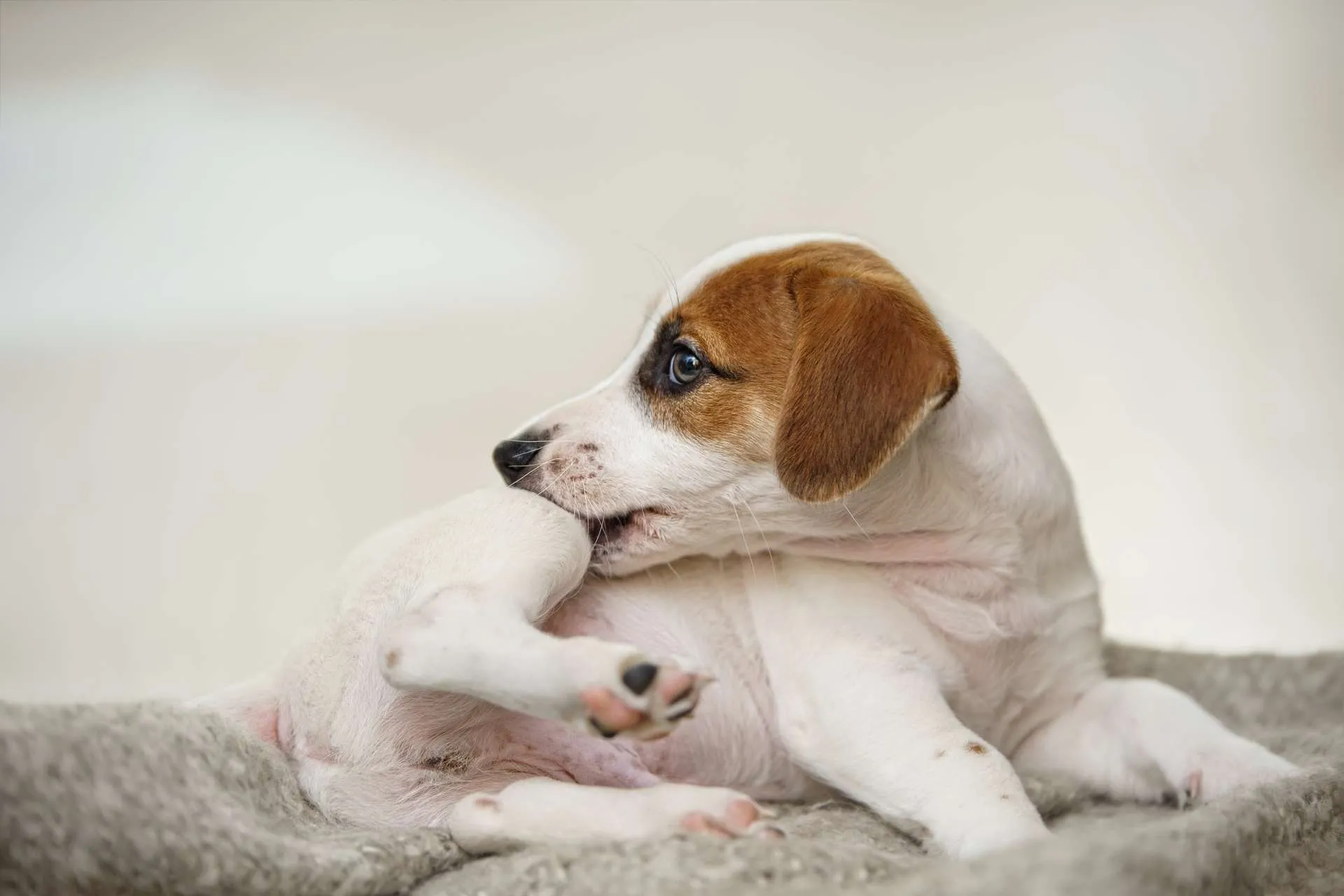 Los ácaros en perros pueden producir heridas como la que este cachorro de Jack Russell acostado está mordiendo en su pata trasera.