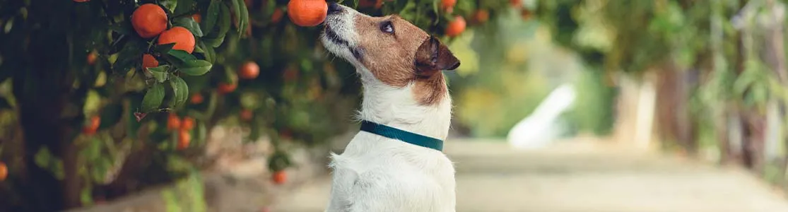 Perro Jack Russell parado sobre sus patas traseras buscando alcanzar una naranja de un árbol. 