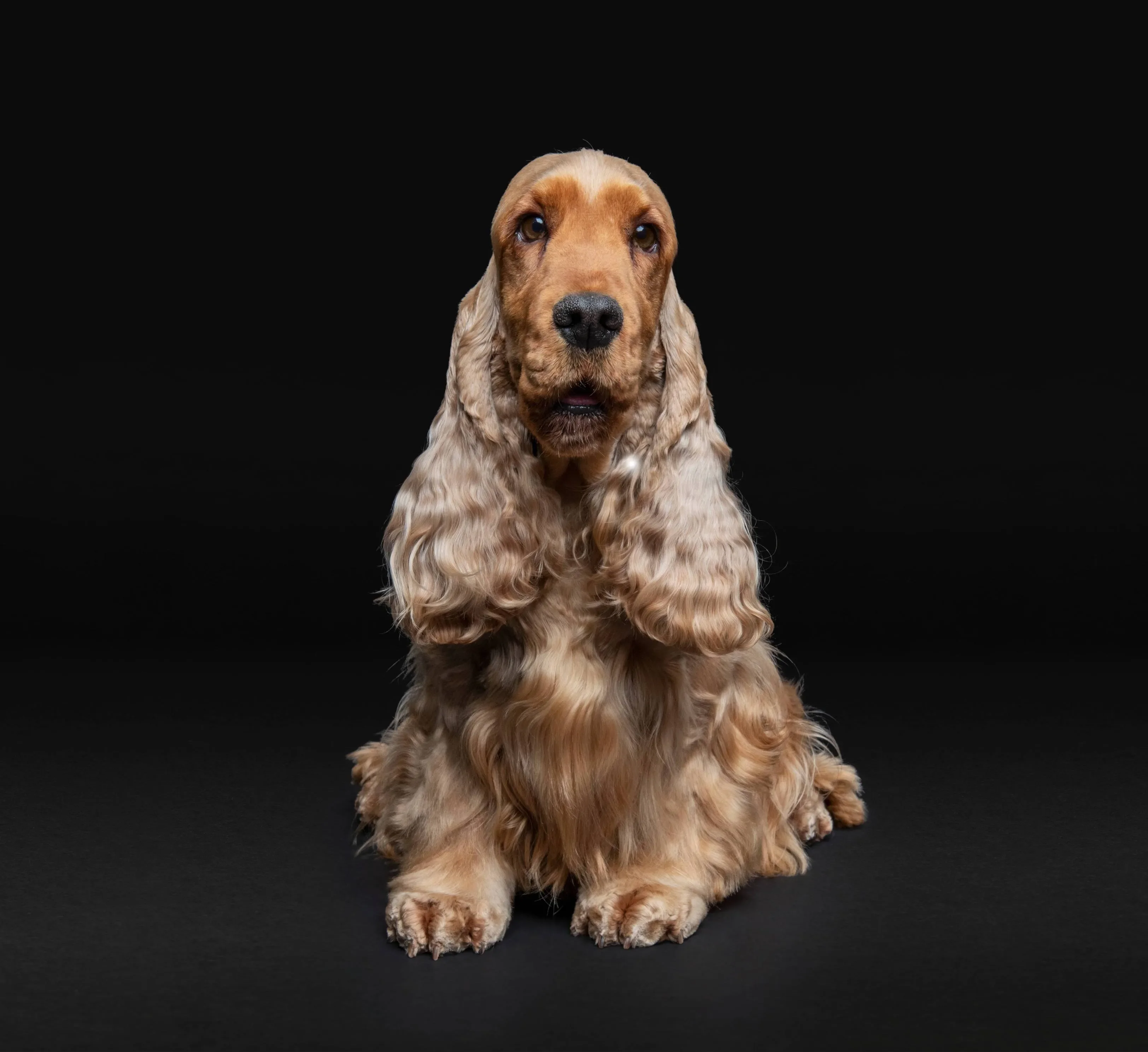 Una de las razas de perros medianos más fáciles de entrenar es el cocker spaniel, como este de color beige. 