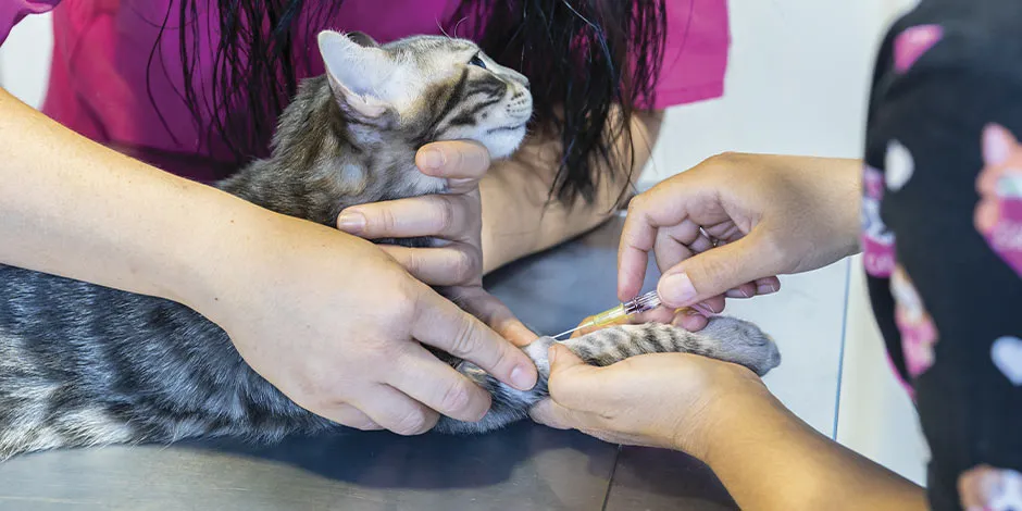 Las vacunas para gatos se aplican desde que es cachorro y le darán las bases para su salud durante toda su vida. 