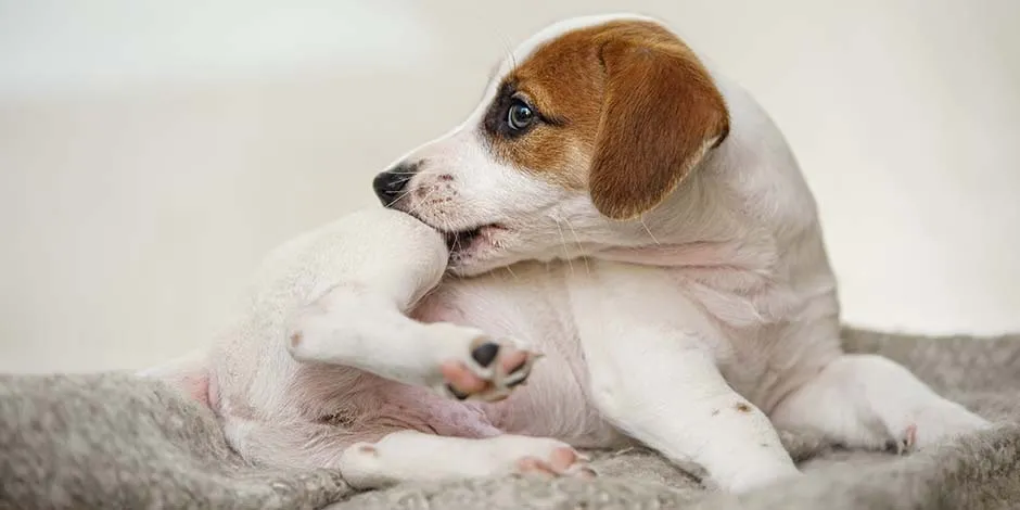 Jack Russell mordiéndose por posibles molestias por parásitos. Para evitarlo, un veterinario le puede colocar un collar isabelino. 