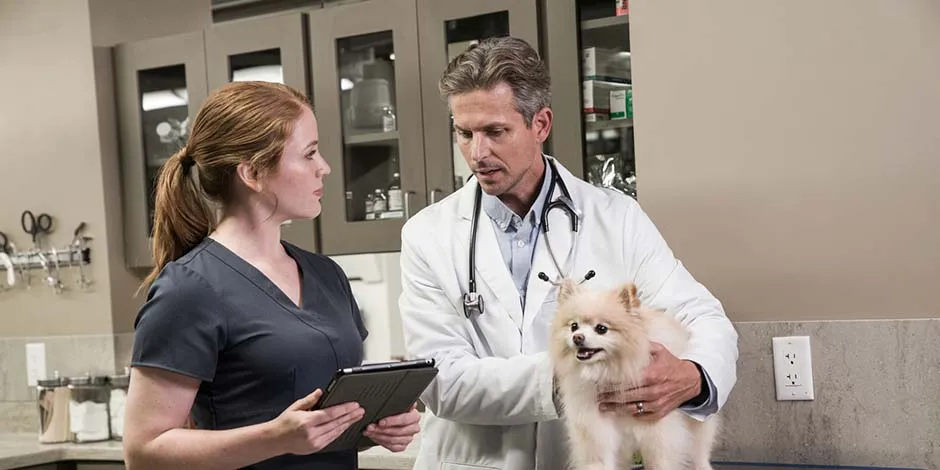 Estos veterinarios determinan si este pomerania debe usar collar isabelino. 