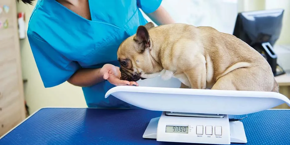 Perro siendo pesado por veterinario. qué verduras pueden comer los perros