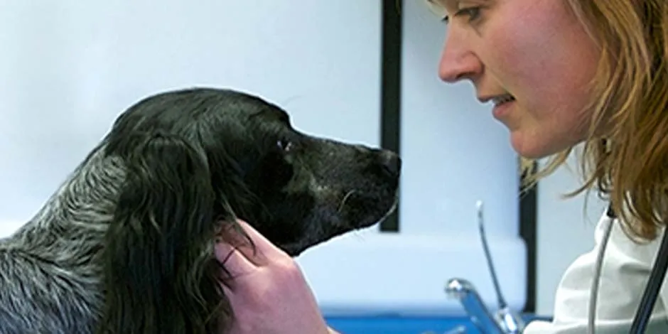 En caso de que tu mascota consuma alguna de las verduras que no pueden comer los perros, llévalo a un veterinario, como el de la imagen.